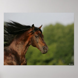 Bob Langrish   Morgan Horse Headshot Flowing Mane Poster
