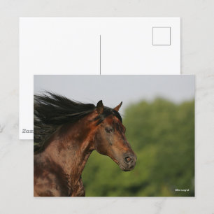 Bob Langrish Morgan Horse Headshot Flowing Mane Vykort