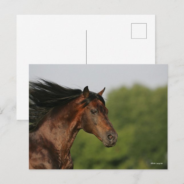 Bob Langrish | Morgan Horse Headshot Flowing Mane Vykort (Fram/baksida)