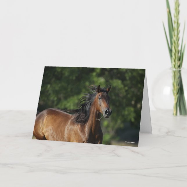 Bob Langrish | Mörk Bay Quarter Horse Headshot Kort (Framsida)