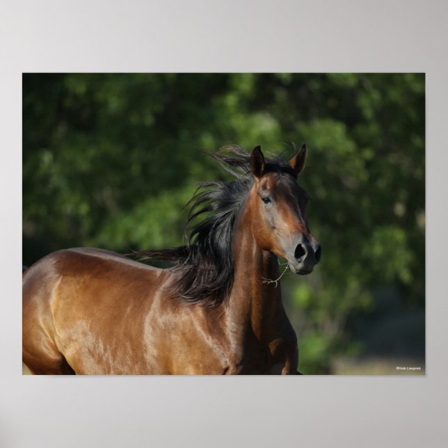 Bob Langrish | Mörk Bay Quarter Horse Headshot Poster (Framsidan)