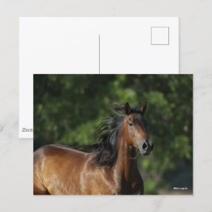 Bob Langrish   Mörk Bay Quarter Horse Headshot Vykort