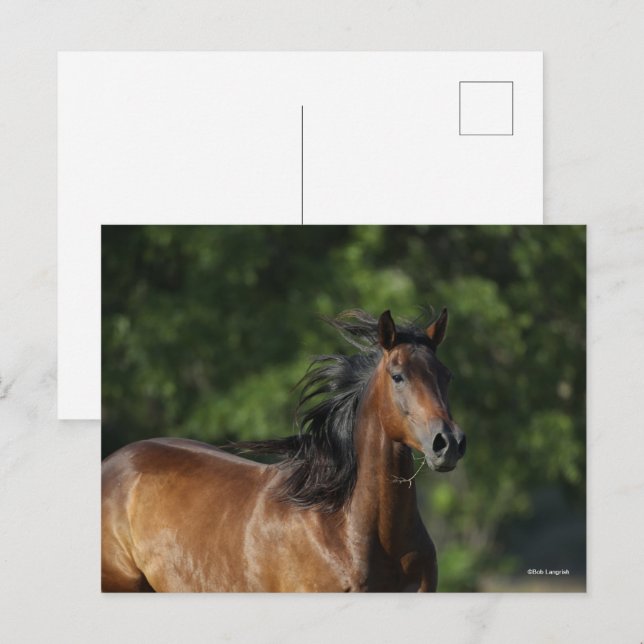 Bob Langrish | Mörk Bay Quarter Horse Headshot Vykort (Fram/baksida)