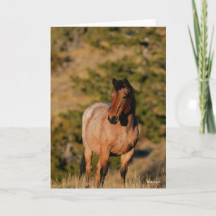 Bob Langrish Mustang Horse Ständiga Kort