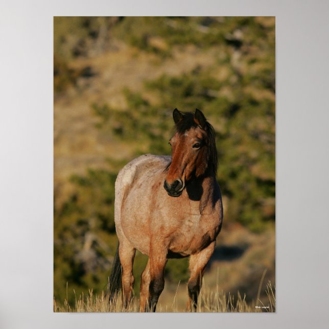 Bob Langrish | Mustang Horse Ständiga Poster (Framsidan)