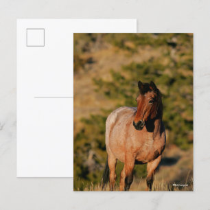 Bob Langrish Mustang Horse Ständiga Vykort