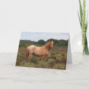Bob Langrish New Forest Pony Permanent i SCrub Kort
