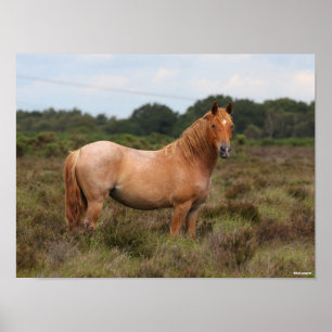 Bob Langrish New Forest Pony Permanent i SCrub Poster