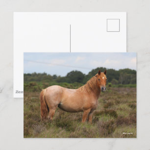 Bob Langrish   New Forest Pony Permanent i SCrub Vykort