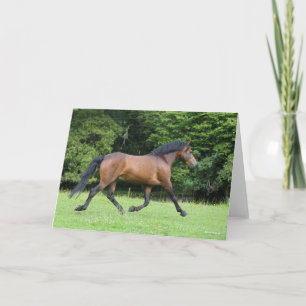 Bob Langrish New Forest Pony Stallion Kort