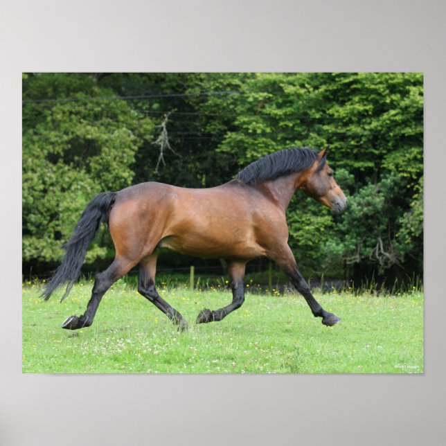 Bob Langrish | New Forest Pony Stallion Poster (Framsidan)