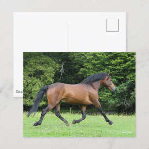 Bob Langrish   New Forest Pony Stallion Vykort