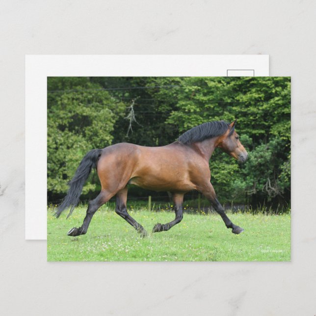 Bob Langrish | New Forest Pony Stallion Vykort (Fram/baksida)