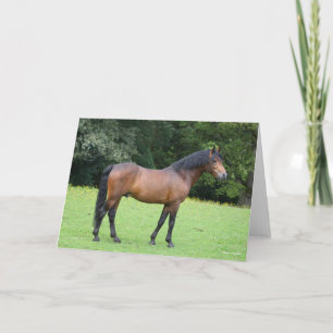 Bob Langrish New Forest Pony STO Kort