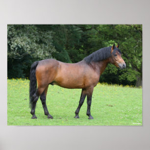 Bob Langrish New Forest Pony STO Poster