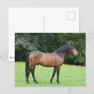 Bob Langrish New Forest Pony STO Vykort