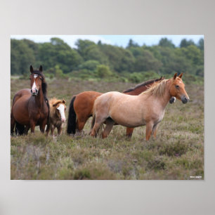 Bob Langrish Nya skogsområden och skogsskal Poster