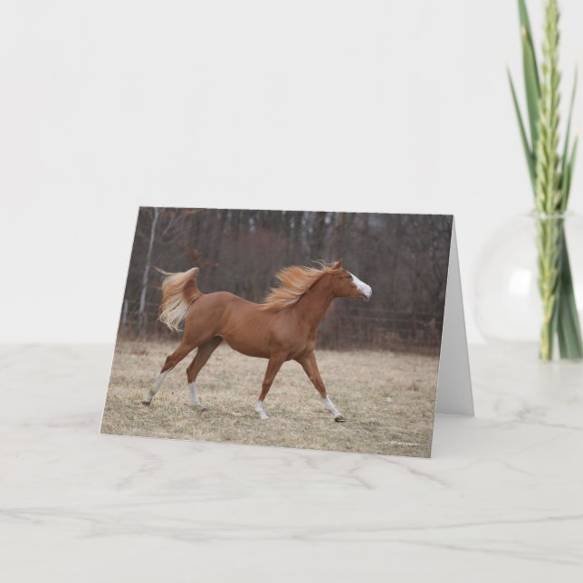 Bob Langrish | Överomo Paint Horse Running Kort (Framsida)