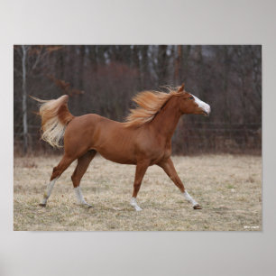 Bob Langrish   Överomo Paint Horse Running Poster
