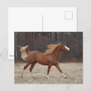 Bob Langrish Överomo Paint Horse Running Vykort
