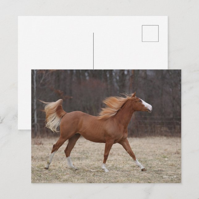 Bob Langrish | Överomo Paint Horse Running Vykort (Fram/baksida)