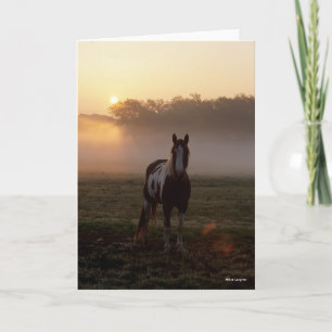 Bob Langrish Paint Horse Permanent Mist Sunrise Kort