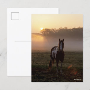 Bob Langrish   Paint Horse Permanent Mist Sunrise Vykort