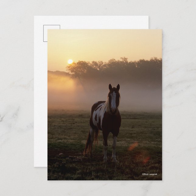 Bob Langrish | Paint Horse Permanent Mist Sunrise Vykort (Fram/baksida)