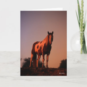 Bob Langrish Paint Horse Ställande vid solnedgån Kort