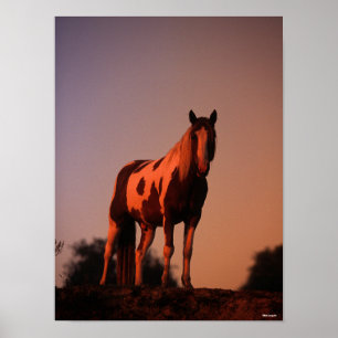 Bob Langrish Paint Horse Ställande vid solnedgån Poster