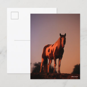 Bob Langrish Paint Horse Ställande vid solnedgån Vykort