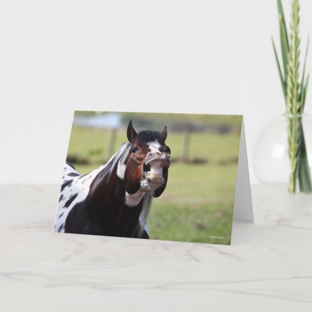 Bob Langrish | Paint Horse Stallion Flehmen Kort (Framsida)