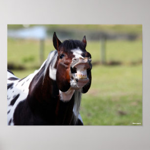 Bob Langrish   Paint Horse Stallion Flehmen Poster