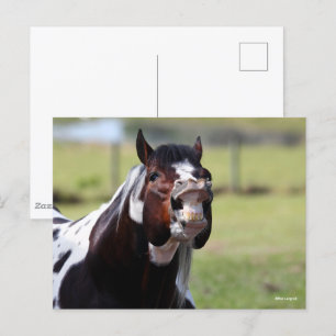 Bob Langrish Paint Horse Stallion Flehmen Vykort