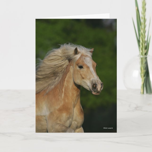Bob Langrish | Palomino Haflinger Headshot Kort (Framsida)