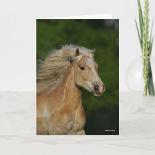 Bob Langrish Palomino Haflinger Headshot Kort