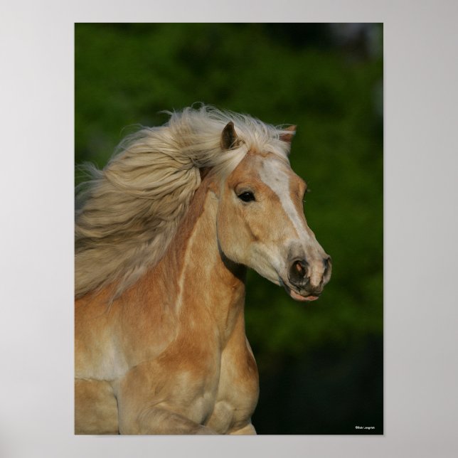 Bob Langrish | Palomino Haflinger Headshot Poster (Framsidan)