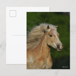 Bob Langrish Palomino Haflinger Headshot Vykort