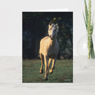 Bob Langrish Palomino Horse Running Backlit Kort