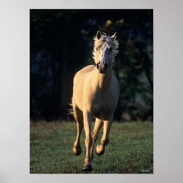 Bob Langrish | Palomino Horse Running Backlit Poster (Framsidan)