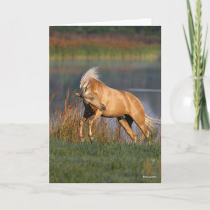 Bob Langrish   Palomino Lusitano Stallion Bucking Kort
