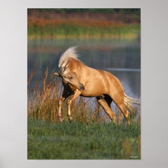 Bob Langrish | Palomino Lusitano Stallion Bucking Poster (Framsidan)