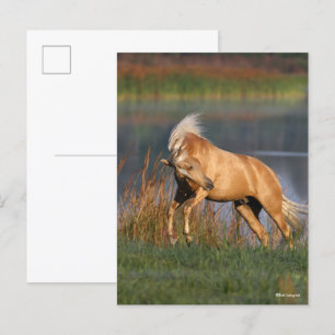 Bob Langrish   Palomino Lusitano Stallion Bucking Vykort