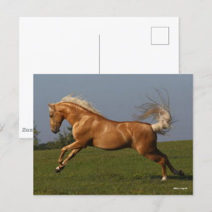 Bob Langrish   Palomino Lusitano Stallion Leaping Vykort