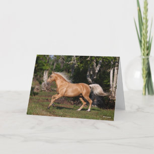 Bob Langrish Palomino Lusitano Stallion Running Kort