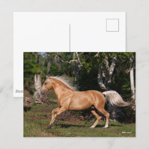 Bob Langrish   Palomino Lusitano Stallion Running Vykort