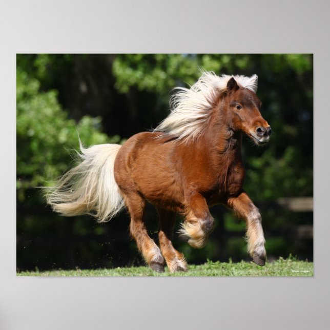 Bob Langrish | Palomino Miniature Pony Running Poster (Framsidan)