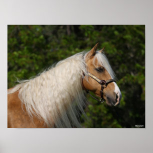 Bob Langrish   Palomino Quarter Horse Headshot Poster