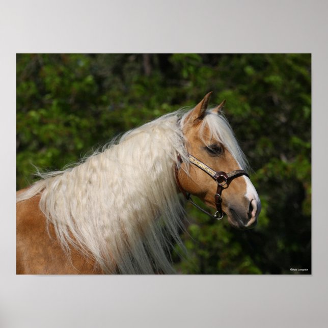 Bob Langrish | Palomino Quarter Horse Headshot Poster (Framsidan)