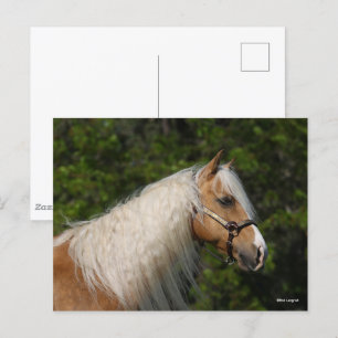 Bob Langrish   Palomino Quarter Horse Headshot Vykort